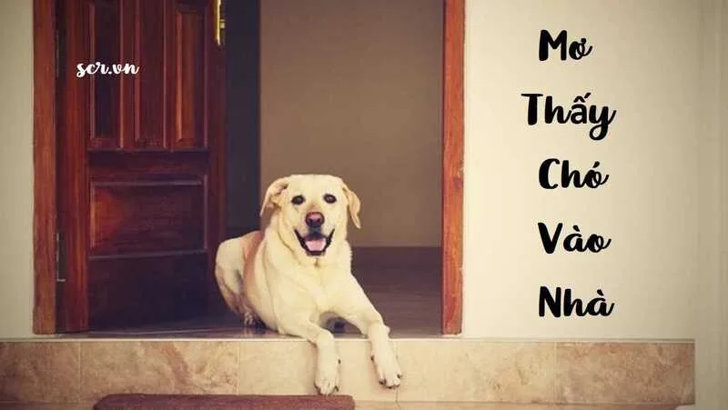 Mơ thấy chó vàng chạy vào nhà thường được nhiều quan niệm dân gian liên tưởng với khách quý, tin vui hoặc một cơ hội bất ngờ có thể xuất hiện.