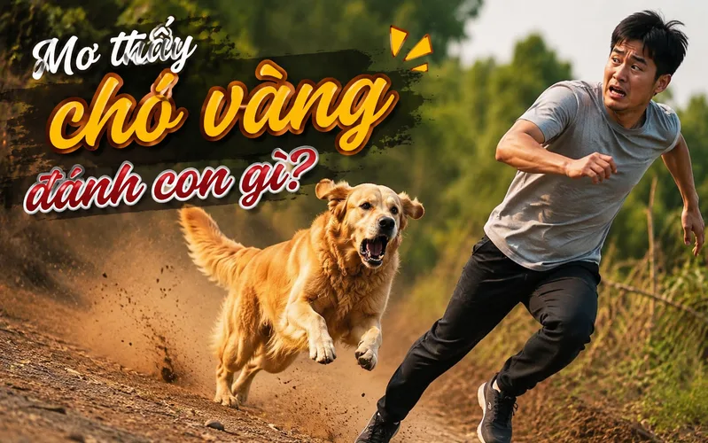 Các con số gắn với chó vàng chỉ nên được xem là nội dung tham khảo mang tính giải trí theo quan niệm dân gian.
