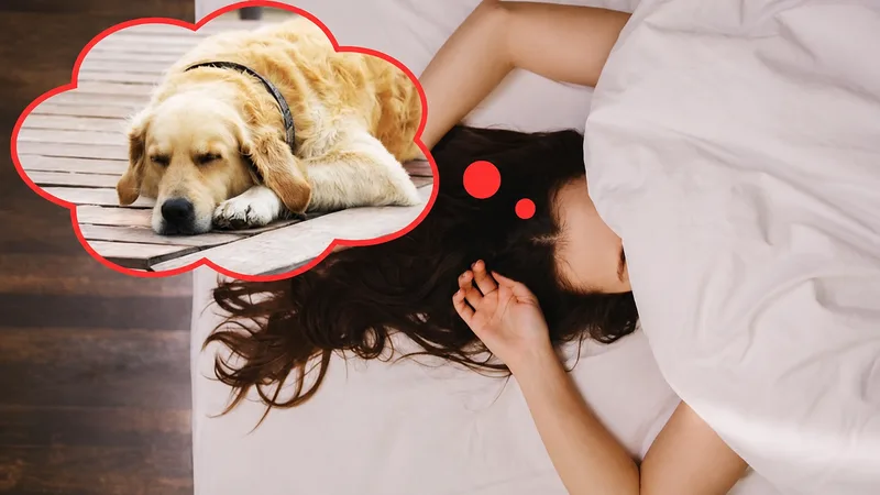 Hình ảnh chó tượng trưng cho sự trung thành và bảo vệ, trong khi màu vàng thường gợi liên tưởng đến sự sung túc, niềm vui và nguồn năng lượng tích cực.